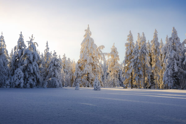 Sunlit snowy forest landscape in Lapland, illustrating the -30°C Arctic testing conditions of the Griffin Tech Days event.